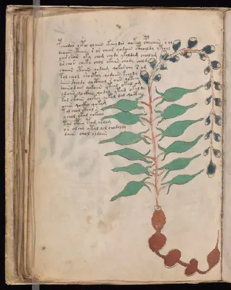 Folio 54v of the Voynich Manuscript