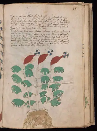 Folio 55r of the Voynich Manuscript
