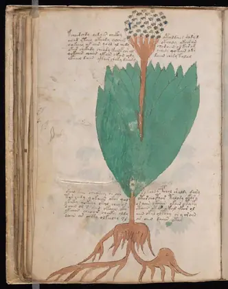 Folio 55v of the Voynich Manuscript
