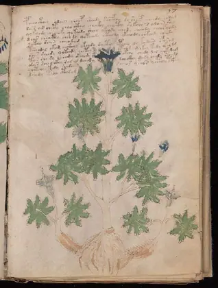 Folio 57r of the Voynich Manuscript