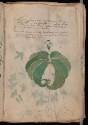 Folio 5r of the Voynich Manuscript