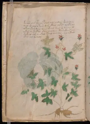 Folio 5v of the Voynich Manuscript