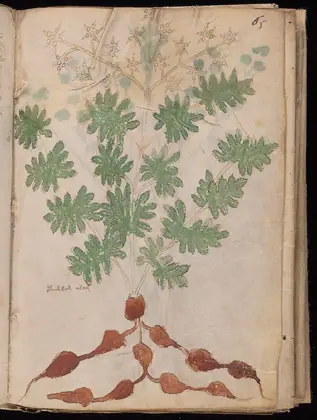 Folio 65r of the Voynich Manuscript