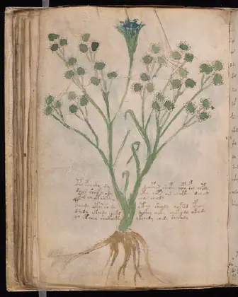 Folio 65v of the Voynich Manuscript