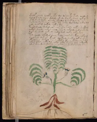 Folio 66v of the Voynich Manuscript