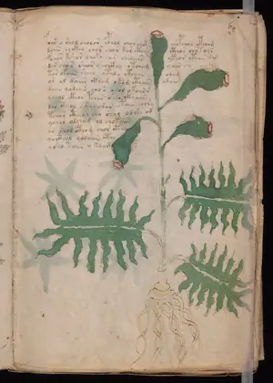 Folio 6r of the Voynich Manuscript