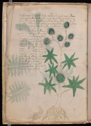 Folio 6v of the Voynich Manuscript