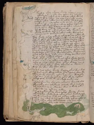 Folio 79v of the Voynich Manuscript