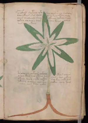 Folio 7r of the Voynich Manuscript