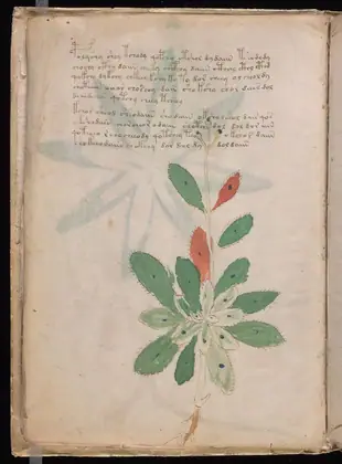 Folio 7v of the Voynich Manuscript