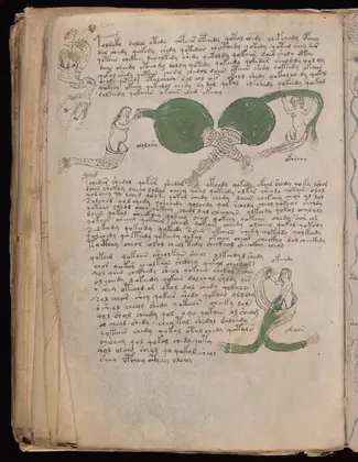 Folio 83v of the Voynich Manuscript