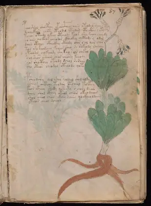 Folio 87r of the Voynich Manuscript