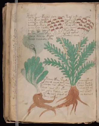 Folio 87v of the Voynich Manuscript