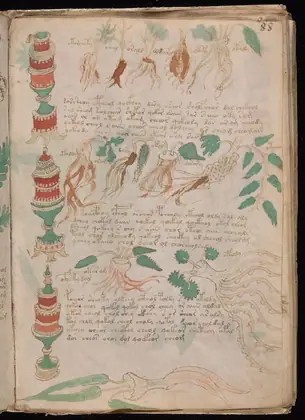 Folio 88r of the Voynich Manuscript