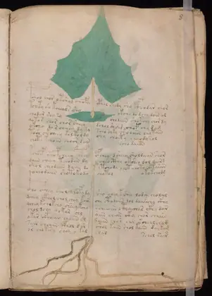 Folio 8r of the Voynich Manuscript