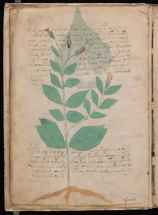 Folio 8v of the Voynich Manuscript