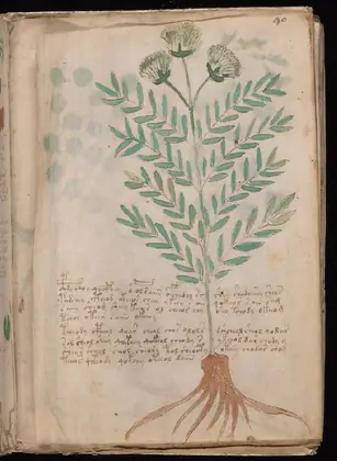Folio 90r of the Voynich Manuscript