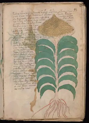 Folio 93r of the Voynich Manuscript