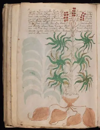 Folio 93v of the Voynich Manuscript