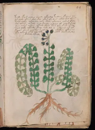 Folio 94r of the Voynich Manuscript