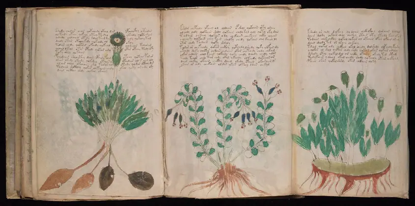Folio 94v and 95r of the Voynich Manuscript