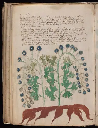 Folio 95v of the Voynich Manuscript