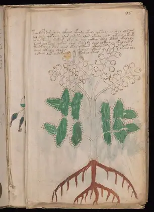 Folio 95v (part) of the Voynich Manuscript