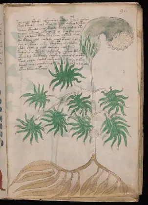 Folio 96r of the Voynich Manuscript