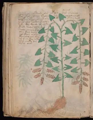 Folio 96v of the Voynich Manuscript