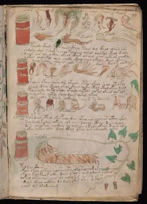 Folio 99r of the Voynich Manuscript