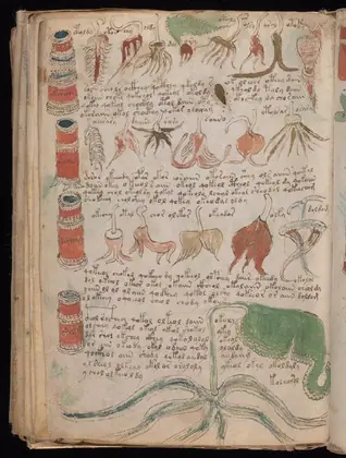 Folio 99v of the Voynich Manuscript