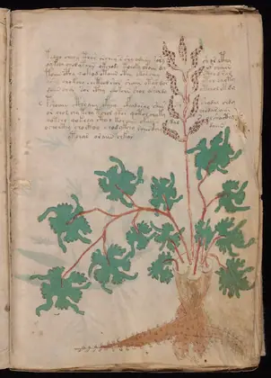 Folio 9r of the Voynich Manuscript
