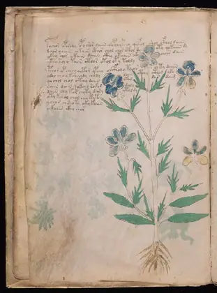 Folio 9v of the Voynich Manuscript